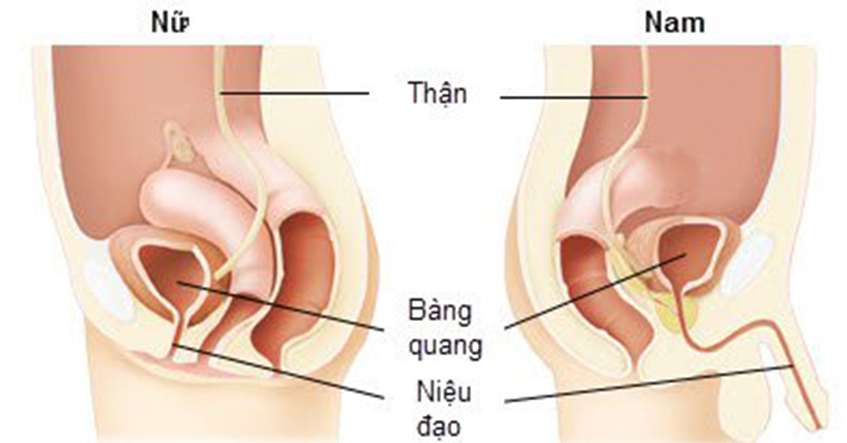 CHẤN THƯƠNG NIỆU ĐẠO