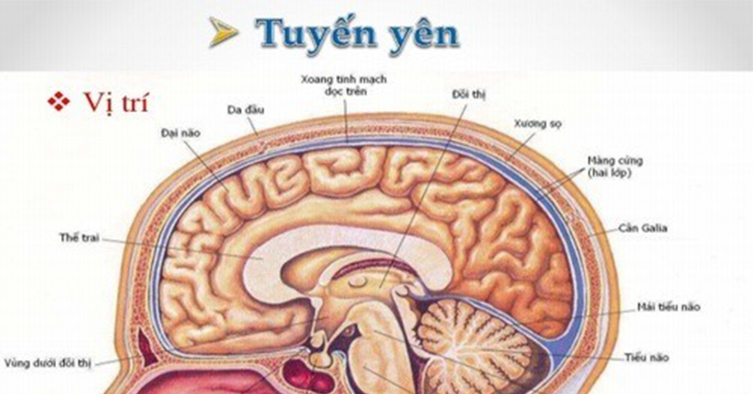 NGUYÊN NHÂN VÀ TRIỆU CHỨNG SUY TUYẾN YÊN